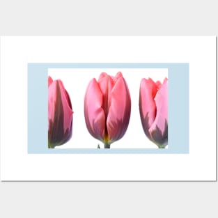 Tulipa &#39;Pretty Princess&#39; Triumph Group Tulip Posters and Art